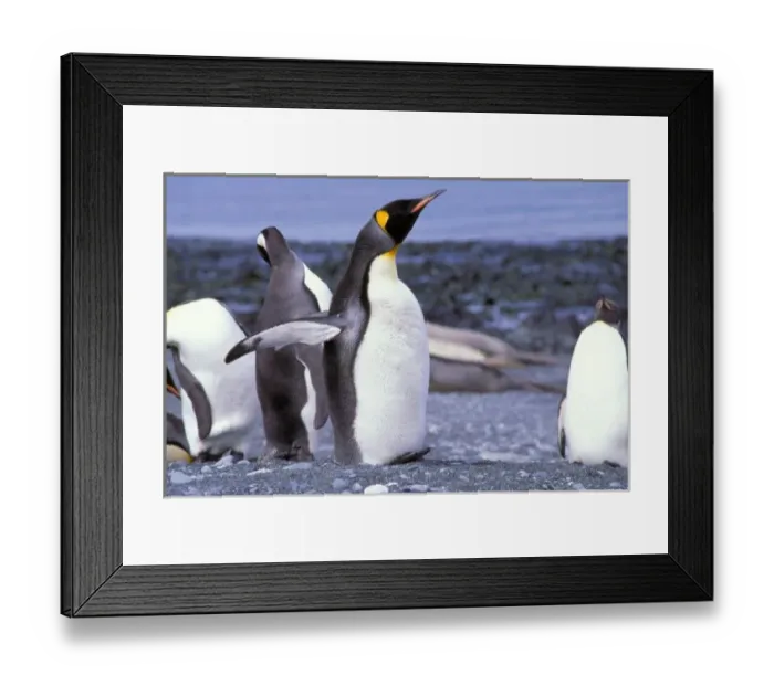 Framed Print : Australia, Macquarie Island, Buckles Bay. King Penguins (Aptenodytes patagonicus) Framed Print : Australia, Macquarie Island, Buckles Bay. King Penguins (Aptenodytes patagonicus)