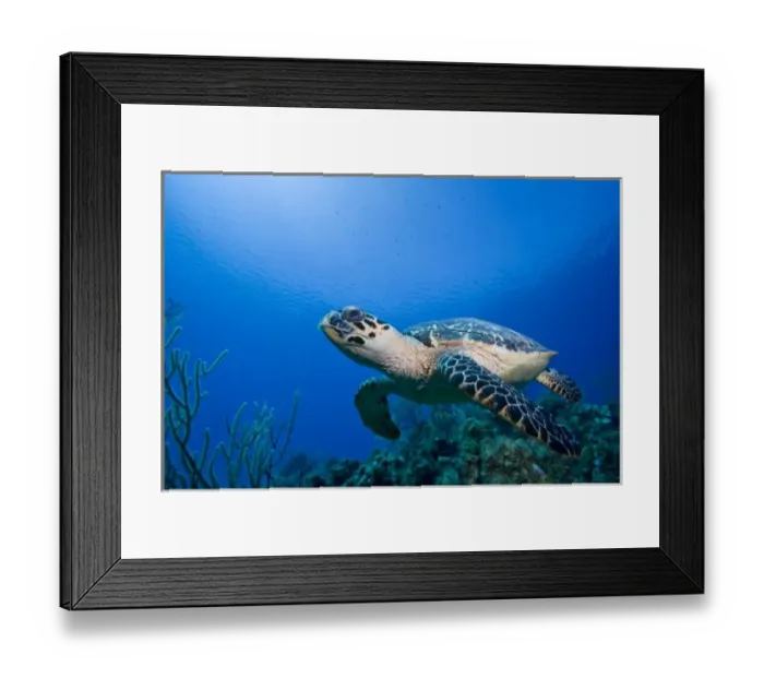 Framed Print : Cayman Islands, Little Cayman Island, Underwater view of Hawksbill Turtle (Eretmochelys