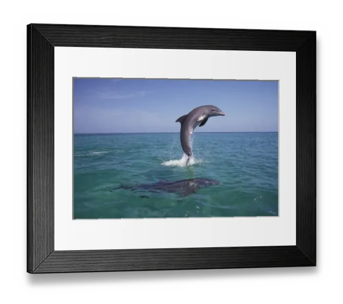 Framed Print : Caribbean, Bottlenose dolphins (Tursiops truncatus) Framed Print : Caribbean, Bottlenose dolphins (Tursiops truncatus)