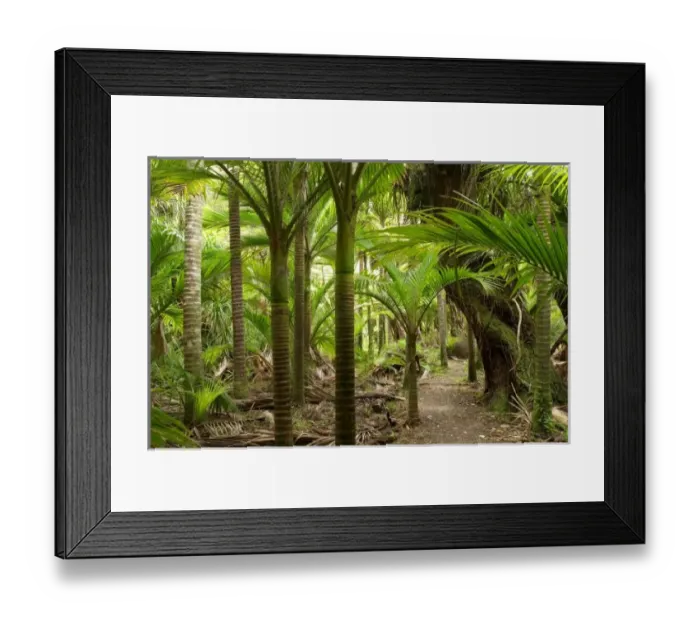 Framed Print : Nikau Palms, Heaphy Framed Print : Nikau Palms, Heaphy