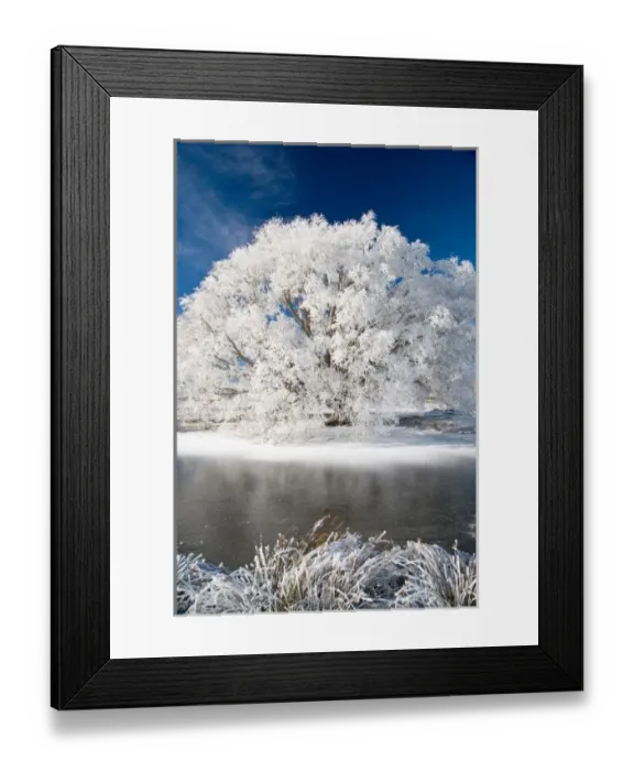 Framed Print : Hoar Frost on Willow Tree, near Omakau, Central Otago, South Island, New Zealand Framed Print : Hoar Frost on Willow Tree, near Omakau, Central Otago, South Island, New Zealand