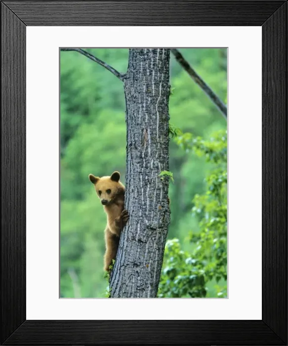 Framed Print : Cinnamon colored black bear in tree in Waterton Lakes National Park in Alberta Canada