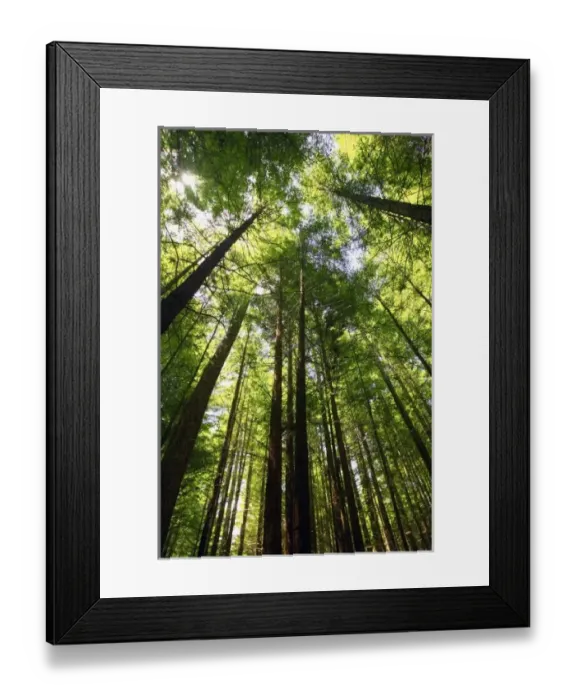 Framed Print : Redwood Forest, Rotorua, New Zealand Framed Print : Redwood Forest, Rotorua, New Zealand