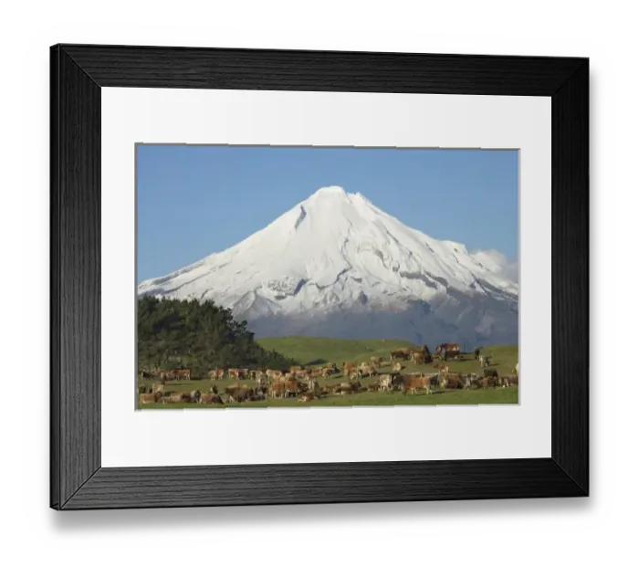 Framed Print : Dairy Cows and Farmland near Okato, and Mt Taranaki  /  Mt Egmont, Taranaki, North Island