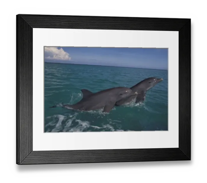 Framed Print : Caribbean, Bottlenose dolphins (Tursiops truncatus)