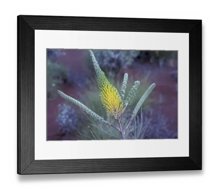 Framed Print : Australia, NT, near Ayers Rock. Springtime bloom Framed Print : Australia, NT, near Ayers Rock. Springtime bloom