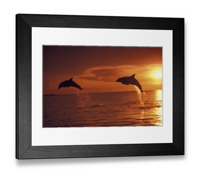 Framed Print : Caribbean, Bottlenose dolphins (Tursiops truncatus)