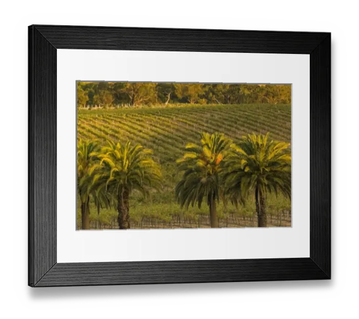 Framed Print : Australia, South Australia, Barossa Valley, Marananga. Landscape view of palm trees Framed Print : Australia, South Australia, Barossa Valley, Marananga. Landscape view of palm trees