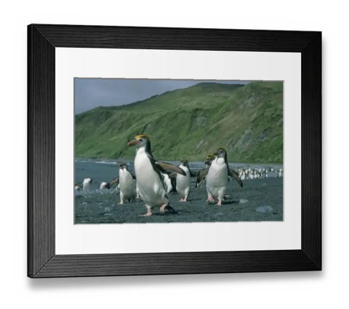 Framed Print : Royal Penguins (Eudyptes schlegelii) endemic, wild, Macquarie Island, sub-Antarctic Australia Framed Print : Royal Penguins (Eudyptes schlegelii) endemic, wild, Macquarie Island, sub-Antarctic Australia