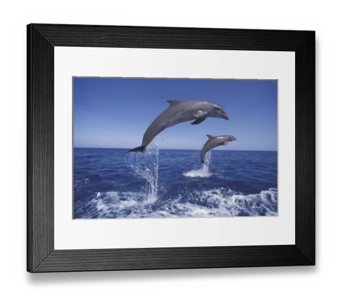 Framed Print : Caribbean, Bottlenose dolphins (Tursiops truncatus) Framed Print : Caribbean, Bottlenose dolphins (Tursiops truncatus)