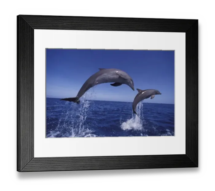 Framed Print : Caribbean, Bottlenose dolphins (Tursiops truncatus)