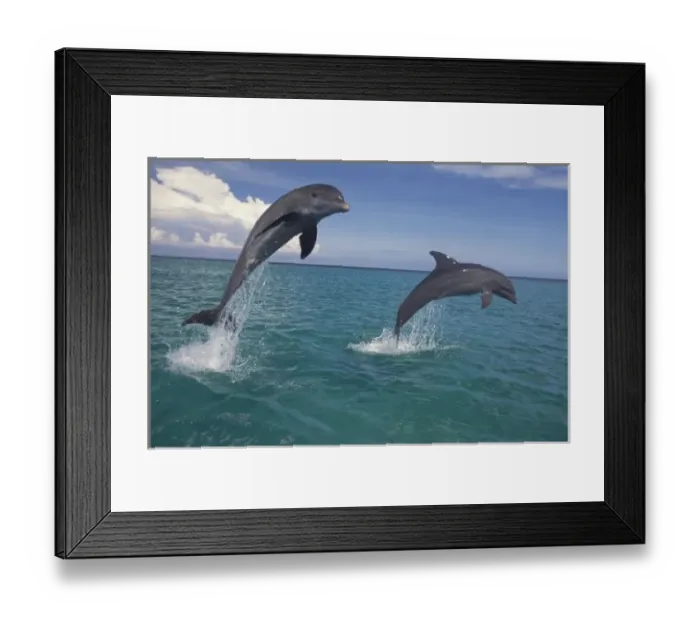 Framed Print : Caribbean, Bottlenose dolphins (Tursiops truncatus)
