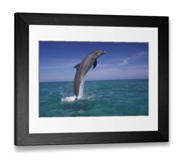 Framed Print : Caribbean, Bottlenose dolphin (Tursiops truncatus)