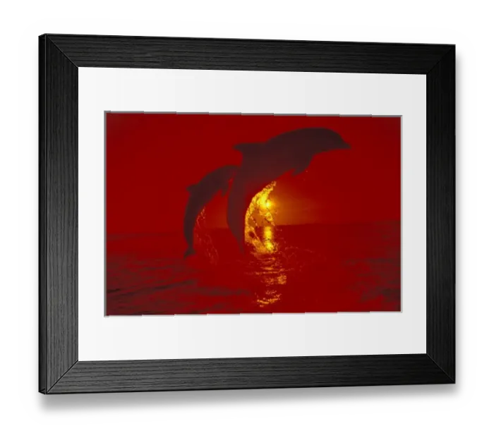 Framed Print : Caribbean, Bottlenose dolphins (Tursiops truncatus); shot with red filter