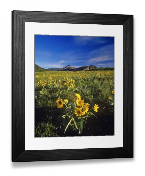 Framed Print : Arrowleaf balsamroot wildflowers in Waterton Lakes National Park in Alberta, Canada