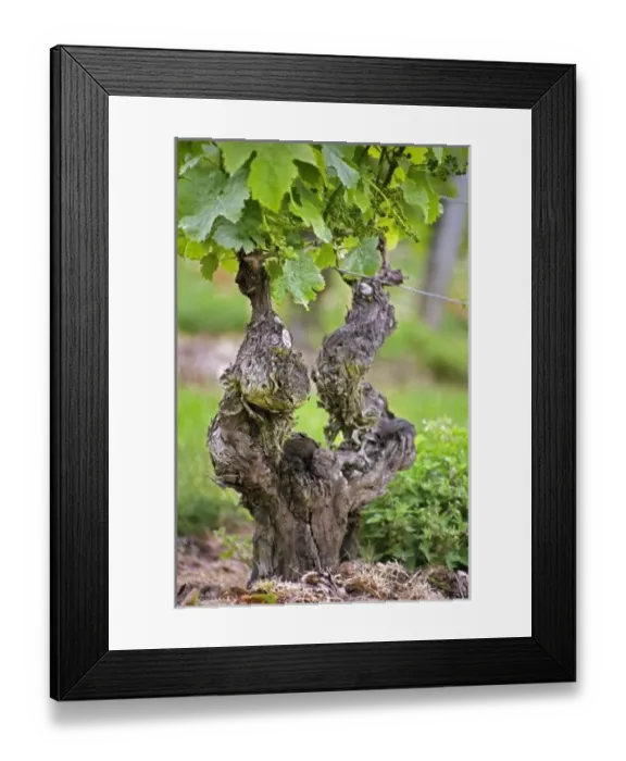 Framed Print : Europe, France Framed Print : Europe, France