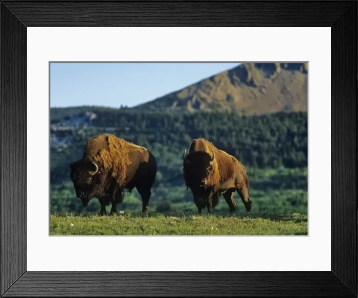 Framed Print : Bison bulls at Waterton Lakes National Park in Alberta Canada Framed Print : Bison bulls at Waterton Lakes National Park in Alberta Canada