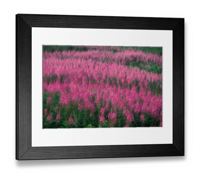 Framed Print : Canada, Quebec, Gaspe. Purple Lythrum Flowers, Cap Bon Ami, Forillon National Park