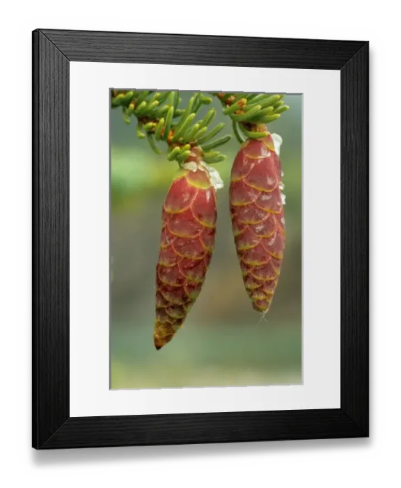Framed Print : Canada, Yukon, Black Spruce Cones Framed Print : Canada, Yukon, Black Spruce Cones