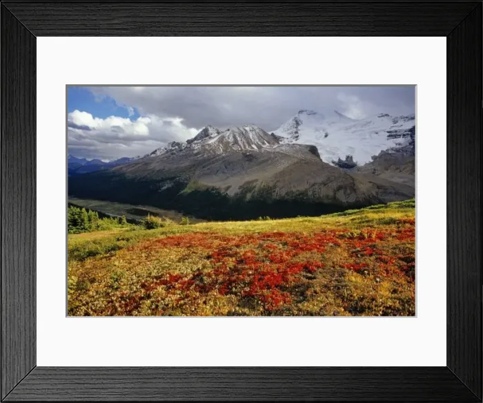 Framed Print : Bearberry in early autumn Athabasca Peak in the Canadian Rockies Framed Print : Bearberry in early autumn Athabasca Peak in the Canadian Rockies