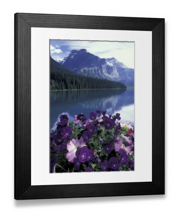 Framed Print : Canada, Alberta, Banff National Park. Pansies and Emerald Lake Framed Print : Canada, Alberta, Banff National Park. Pansies and Emerald Lake