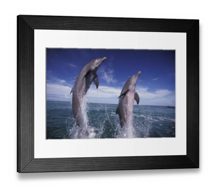 Framed Print : Caribbean, Bottlenose dolphins (Tursiops truncatus)