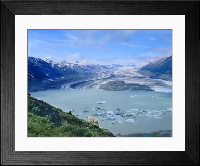 Framed Print : Mountain goat on slope of Goatherd MT. Lowell Lake and Glacier, Kluane N. P. Yukon Framed Print : Mountain goat on slope of Goatherd MT. Lowell Lake and Glacier, Kluane N. P. Yukon