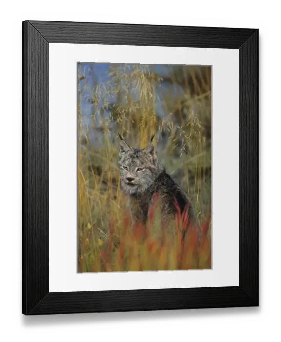 Framed Print : Canada, Kluane NP, near Haines Junction, Canadian Lynx (Felis lynx) Framed Print : Canada, Kluane NP, near Haines Junction, Canadian Lynx (Felis lynx)