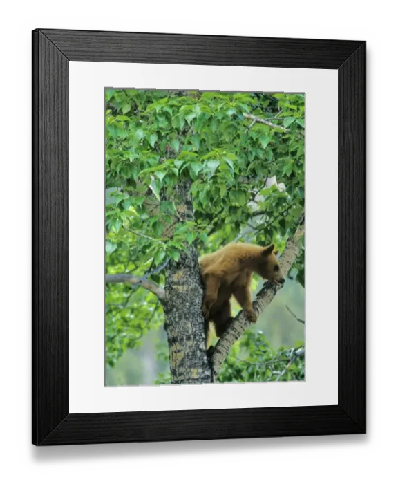 Framed Print : Cinnamon colored black bear in aspen tree in Waterton Lakes National Park in Alberta Framed Print : Cinnamon colored black bear in aspen tree in Waterton Lakes National Park in Alberta