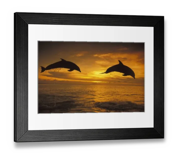Framed Print : Caribbean, Bottlenose dolphins (Tursiops truncatus) Framed Print : Caribbean, Bottlenose dolphins (Tursiops truncatus)