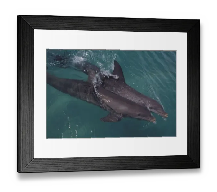 Framed Print : Caribbean, Bottlenose dolphins (Tursiops truncatus)