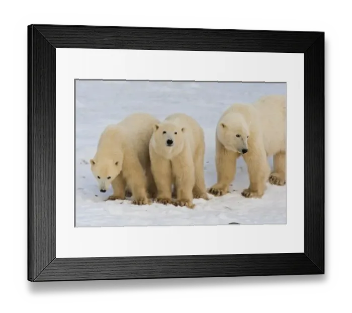 Framed Print : Canada, Hudson Framed Print : Canada, Hudson