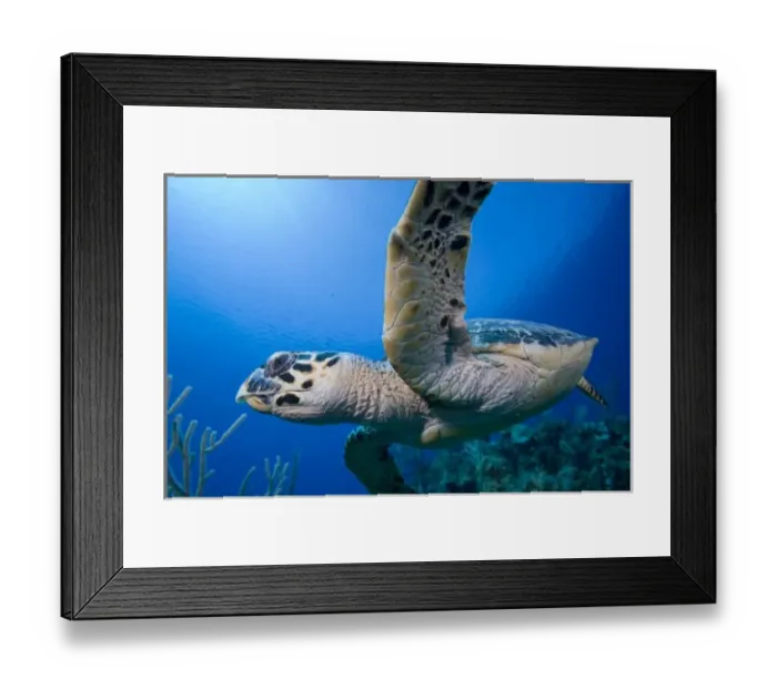 Framed Print : Cayman Islands, Little Cayman Island, Underwater view of Hawksbill Turtle (Eretmochelys