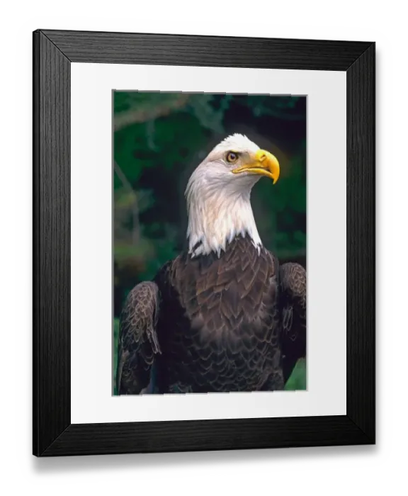 Framed Print : American Symbol of Freedom The Bald Eagle in the Wild Framed Print : American Symbol of Freedom The Bald Eagle in the Wild