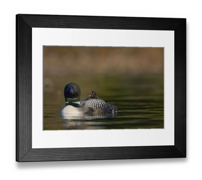 Framed Print : Canada, British Columbia, Common Loon, breeding plumage, adult, chick