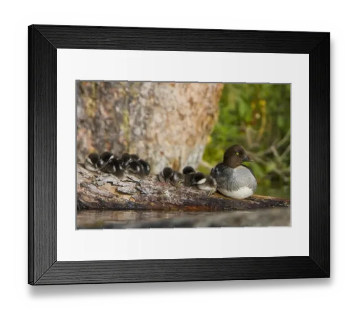 Framed Print : Canada, British Columbia