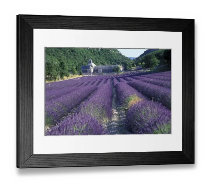 Framed Print : Europe, France, Provence. Lavander fields Framed Print : Europe, France, Provence. Lavander fields