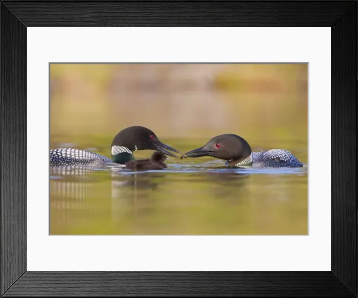 Framed Print : Canada, British Framed Print : Canada, British