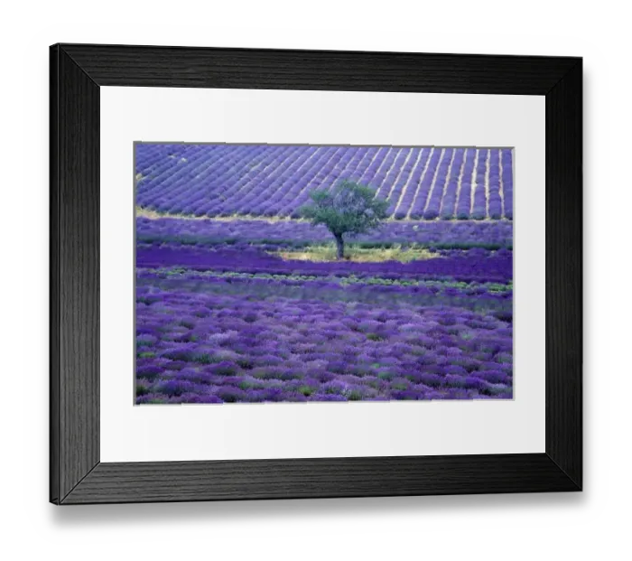 Framed Print : Lavender fields, Vence, Provence, France Framed Print : Lavender fields, Vence, Provence, France