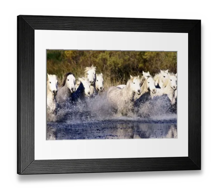 Framed Print : Europe, France, Ile del la Camargue. Camargue Horses (Eguus caballus) Framed Print : Europe, France, Ile del la Camargue. Camargue Horses (Eguus caballus)