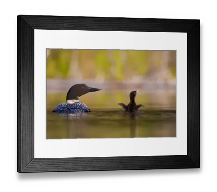 Framed Print : Canada, British Columbia