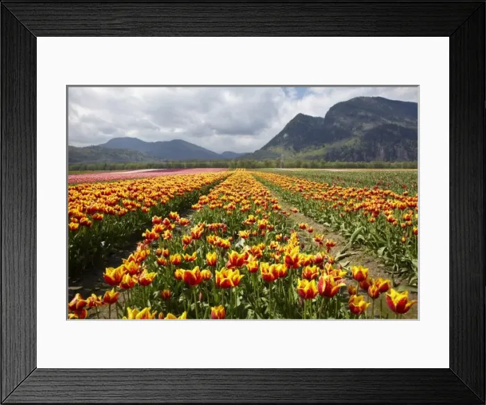 Framed Print : Tulip Farm near Framed Print : Tulip Farm near