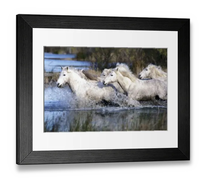 Framed Print : Europe, France, Ile del la Camargue. Camargue Horses (Eguus caballus) Framed Print : Europe, France, Ile del la Camargue. Camargue Horses (Eguus caballus)