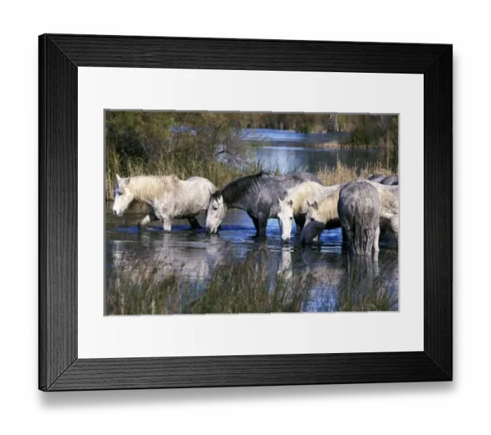 Framed Print : Europe, France, Ile del la Camargue. Camargue Horses (Eguus caballus)