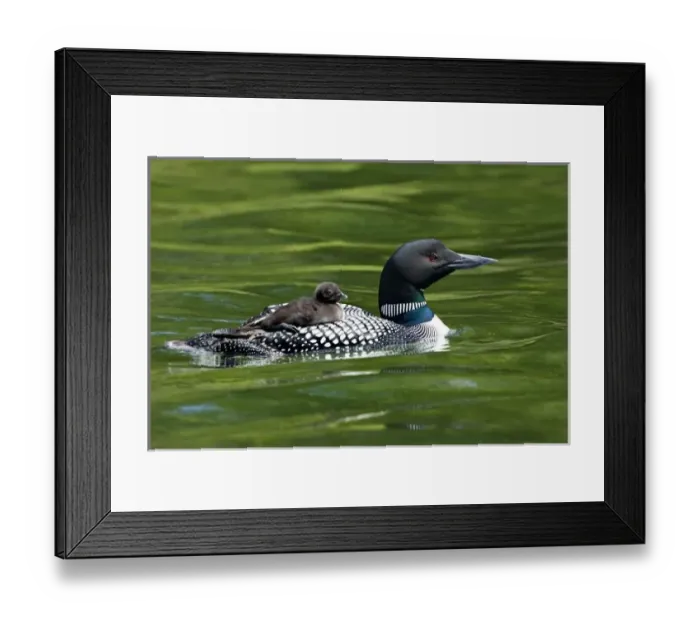 Framed Print : North America, Canada, British Columbia, Lac Le Jeune. Common Loon (Gavia immer) Framed Print : North America, Canada, British Columbia, Lac Le Jeune. Common Loon (Gavia immer)