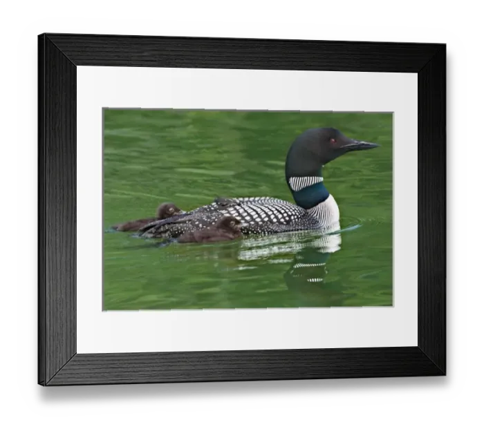 Framed Print : North America, Canada, British Columbia, Lac Le Jeune. Common Loon (Gavia immer)