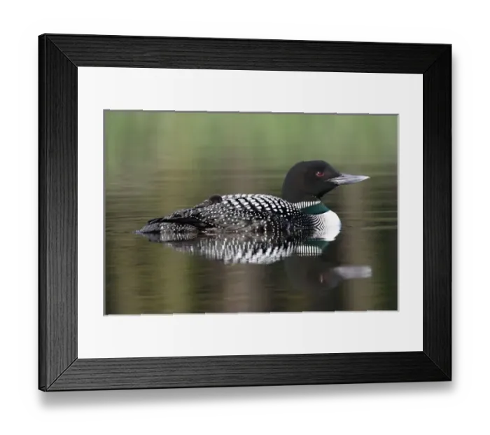 Framed Print : North America, Canada, British Columbia, Lac Le Jeune. Common Loon (Gavia immer) Framed Print : North America, Canada, British Columbia, Lac Le Jeune. Common Loon (Gavia immer)