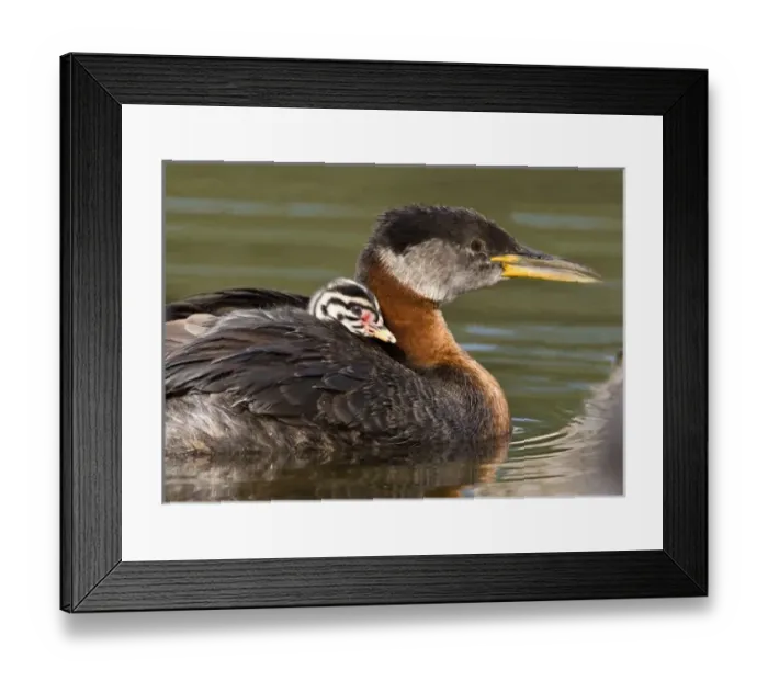 Framed Print : North America, Canada, British Columbia, Logan Lake. Red-necked Grebe (Podiceps grisegena) Framed Print : North America, Canada, British Columbia, Logan Lake. Red-necked Grebe (Podiceps grisegena)