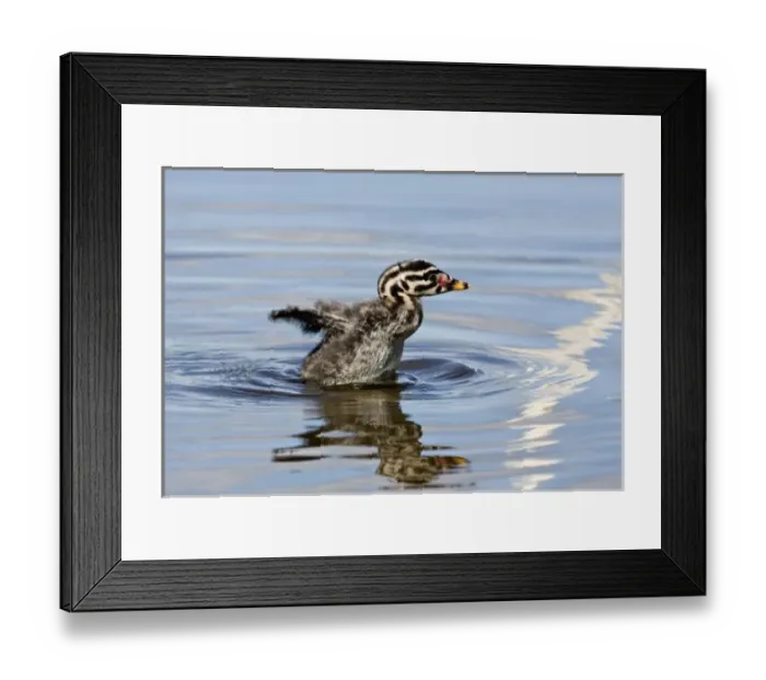 Framed Print : North America, Canada, British Columbia, Logan Lake. Red-necked Grebe (Podiceps grisegena) Framed Print : North America, Canada, British Columbia, Logan Lake. Red-necked Grebe (Podiceps grisegena)