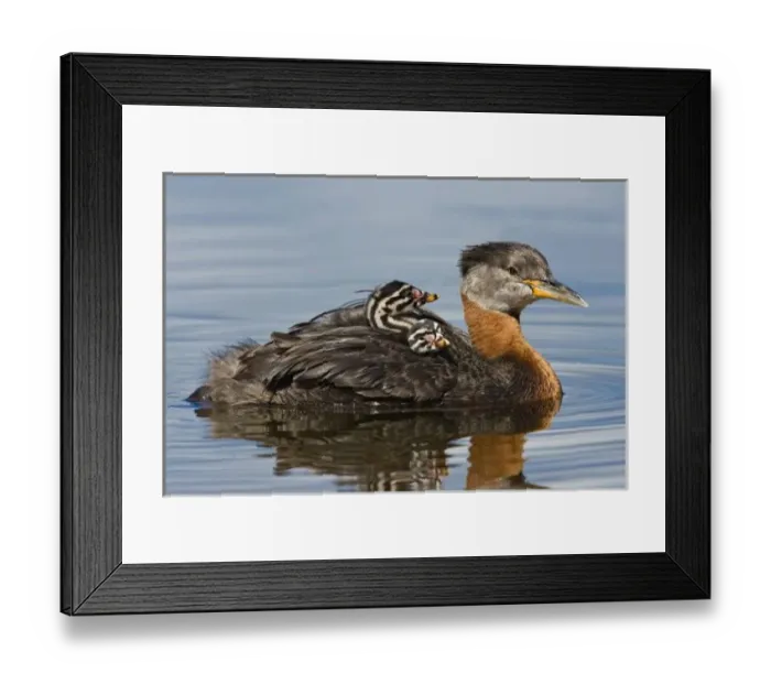 Framed Print : North America, Canada, British Columbia, Logan Lake. Red-necked Grebe (Podiceps grisegena)